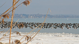 Wasservögel auf dem winterlichen Untersee  | © REGIO KBH, Fotograf: Amelie Schmutz