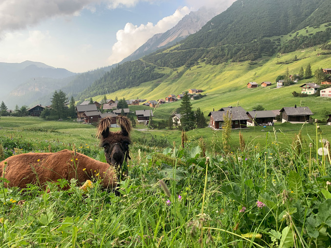 Lama- und Alpakatrekking in Liechtenstein | © © Lama- und Alpakahof Triesenberg