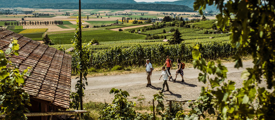 Wandern in den Reben bei Halllau | © Schaffhauserland Tourismus