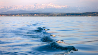 Wellen am Bodensee