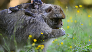 Affenbaby auf dem Rücken auf dem Affenberg Salem