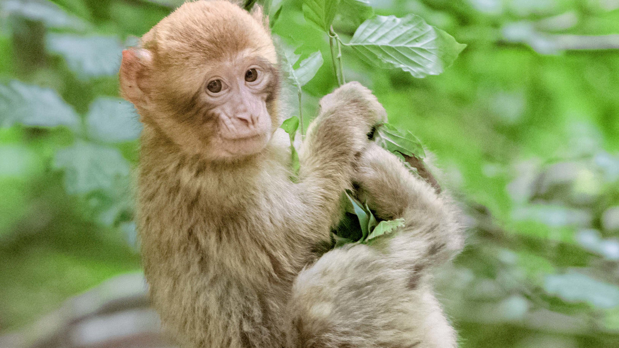 Le Parc Des Singes De Salem Tourisme Du Lac De Constance