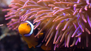 Clownfish | © SEA LIFE