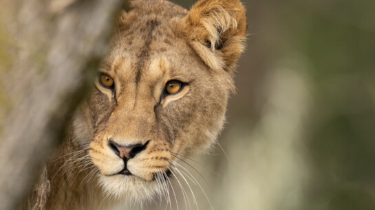 Löwe im Walter Zoo | © Walter Zoo AG Gossau