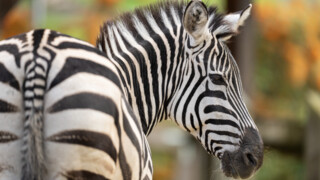Zebra im Walter Zoo | © Walter Zoo AG Gossau