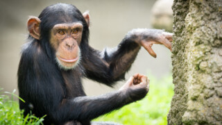 Schimpanse im Walter Zoo | © Walter Zoo AG Gossau