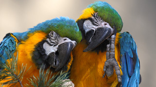 Parrots in the Walter Adventure Zoo close to Lake Constance