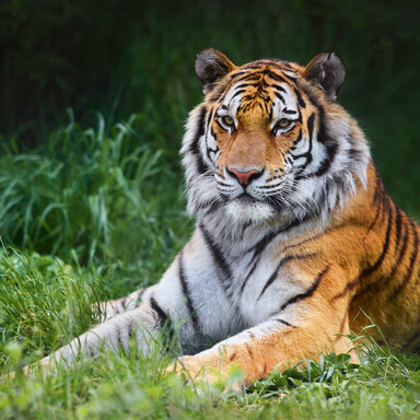 Tiger im Walter Zoo am Bodensee | © Walter Zoo AG Gossau