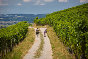 Weinweg | © Thurgau Tourismus