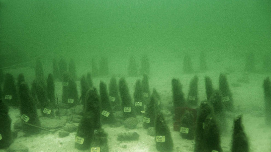 Prähistorische Pfähle in der Fundstätte Unteruhldingen Stollenwiesen © Landesamt für Denkmalpflege | © Landesamt für Denkmalpflege