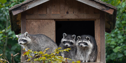 Waschbär Wildpark Feldkirch @Manfred Baumann | © Manfred Baumann