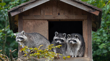 Waschbär Wildpark Feldkirch @Manfred Baumann | © Manfred Baumann