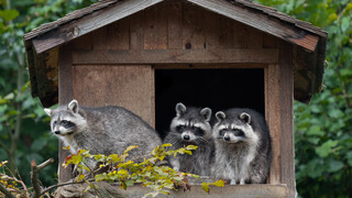 Waschbär Wildpark Feldkirch @Manfred Baumann | © Manfred Baumann