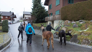 Bodensee Bloggerhaus 2017 - Lamatrekking in Liechtenstein