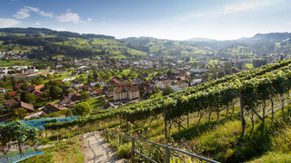 Weinreben in St. Gallen 
