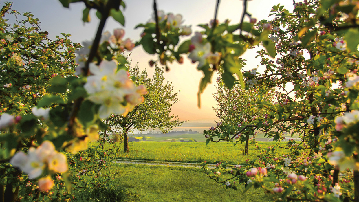 Fruhling Am Bodensee Urlaub Ausflugsziele Veranstaltungen