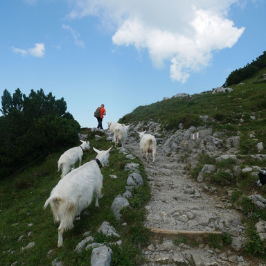 Ziegenherde auf dem Schäfler | © Nina Gebhart