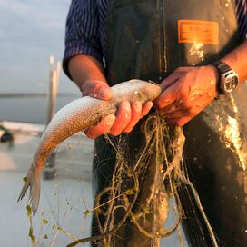 Frische Felchen aus dem Bodensee