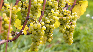 Müller-Thurgau vines at Lake Constance