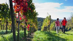 Walk in the vines at Lake Constance