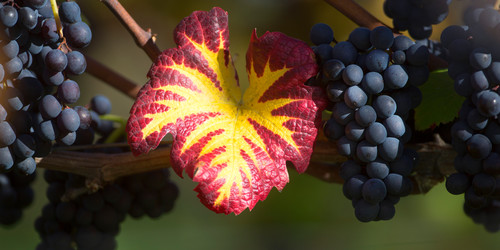 Weintrauben am Bodensee | © Grapes at Lake Constance