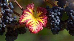 Weintrauben am Bodensee | © Grapes at Lake Constance