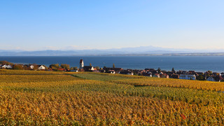 Vines at Lake Constance