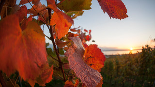 Weinblätter am Bodensee