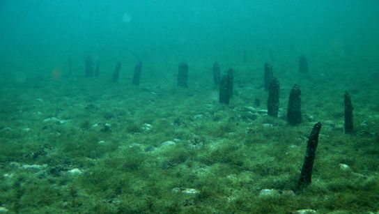 Freigespülte prähistorische Pfähle in Unteruhldingen-Stollenwiesen © Landesamt für Denkmalpflege