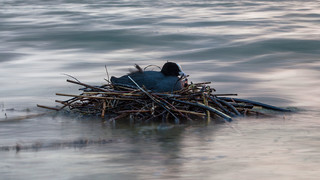Nest close to Hegne  | © REGIO KBH, Fotograf: Helmut Fidler
